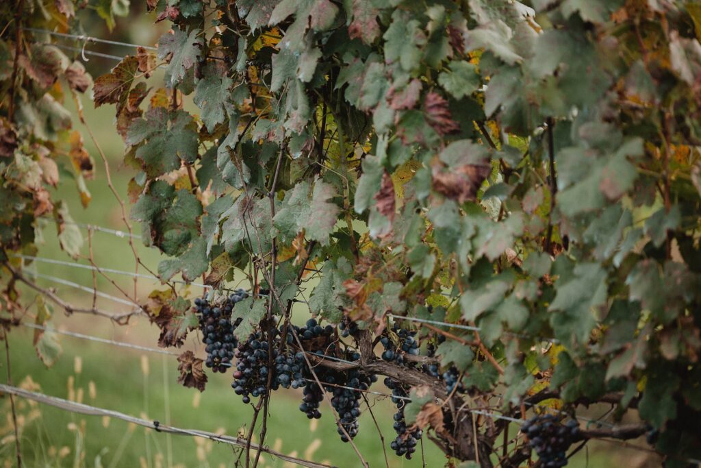 Saltwater Farm Vineyard Wedding | Courtney + Dan