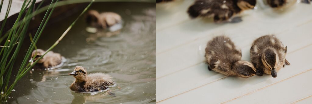 Lamberton Conservatory Wedding | Lily + Matt