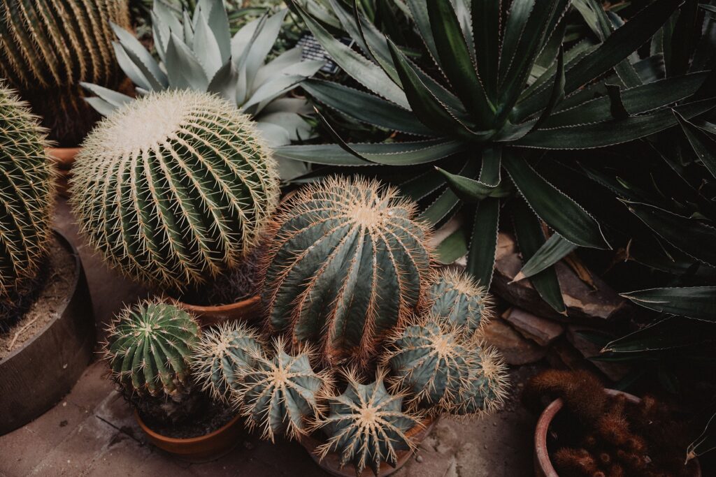 Lamberton Conservatory Wedding | Lily + Matt